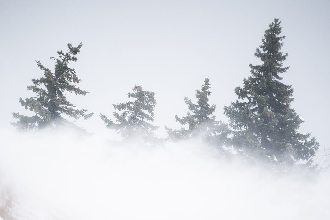 Wind-whipped trees